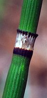 Equisetum hyemale