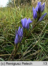 Gentiana pneumonanthe (goryczka wąskolistna)