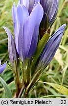 Gentiana pneumonanthe (goryczka wąskolistna)