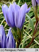 Gentiana pneumonanthe (goryczka wąskolistna)