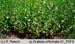 Gratiola officinalis (konitrut błotny)