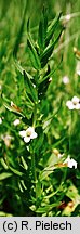 Gratiola officinalis (konitrut błotny)