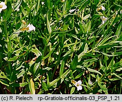 Gratiola officinalis (konitrut błotny)