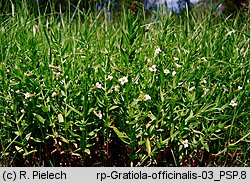 Gratiola officinalis (konitrut błotny)