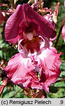 Impatiens glandulifera (niecierpek himalajski)