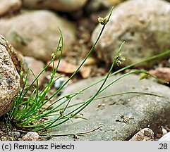 Isolepis setacea (sitniczka szczecinowata)