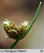 Isolepis setacea (sitniczka szczecinowata)