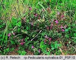 Pedicularis sylvatica (gnidosz rozesłany)