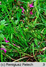 Pedicularis sylvatica (gnidosz rozesłany)