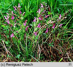 Pedicularis sylvatica (gnidosz rozesłany)