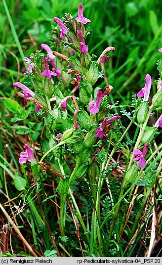 Pedicularis sylvatica (gnidosz rozesłany)