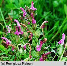 Pedicularis sylvatica (gnidosz rozesłany)