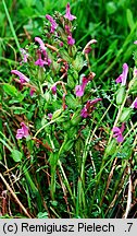 Pedicularis sylvatica (gnidosz rozesłany)