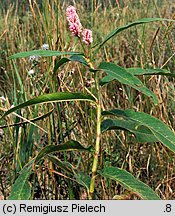 Polygonum amphibium (rdest ziemnowodny)