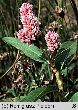 Polygonum amphibium (rdest ziemnowodny)