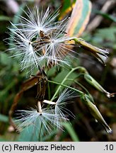 Prenanthes purpurea (przenęt purpurowy)