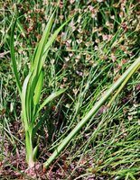 Scirpus radicans