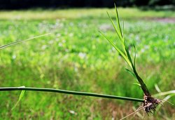 Scirpus radicans