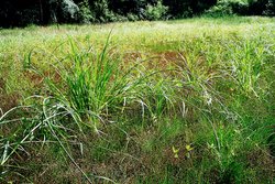 Scirpus radicans