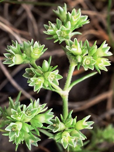 Scleranthus polycarpos (czerwiec wieloowockowy)