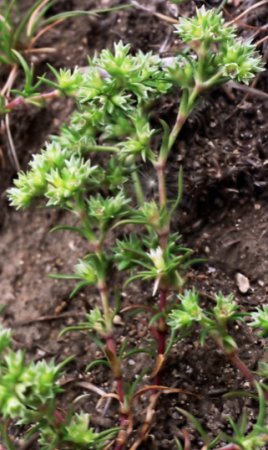 Scleranthus polycarpos (czerwiec wieloowockowy)