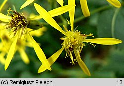 Senecio ovatus (starzec jajowaty)