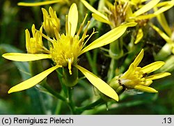 Senecio ovatus (starzec jajowaty)