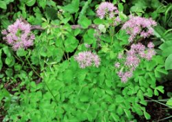 Thalictrum aquilegifolium