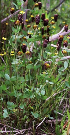 Trifolium spadiceum