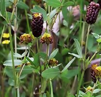 Trifolium spadiceum