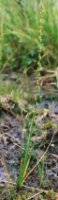 świbka błotna (Triglochin palustre)