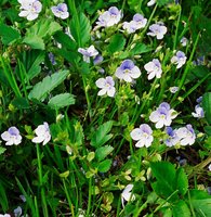 Veronica filiformis