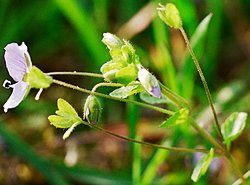 Veronica filiformis (przetacznik nitkowaty)