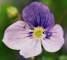 Veronica filiformis