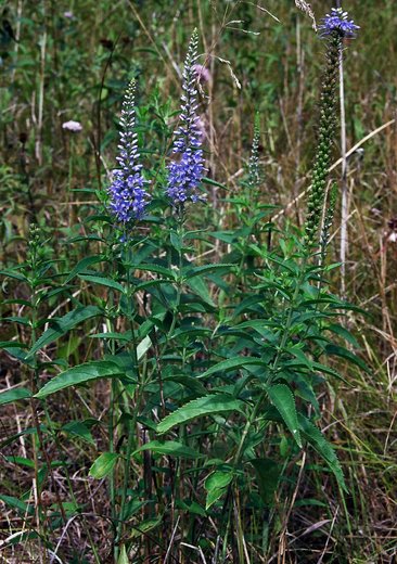 Veronica longifolia ssp. maritimum (przetacznik długolistny)