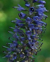 Veronica longifolia