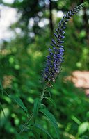 Veronica longifolia