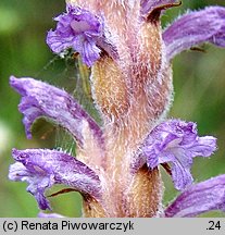 Orobanche coerulescens (zaraza błękitnawa)