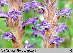 Orobanche coerulescens (zaraza błękitnawa)