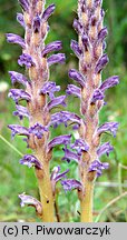 Orobanche coerulescens (zaraza błękitnawa)