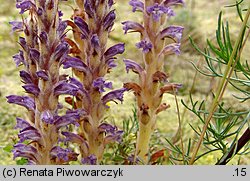 Orobanche coerulescens (zaraza błękitnawa)