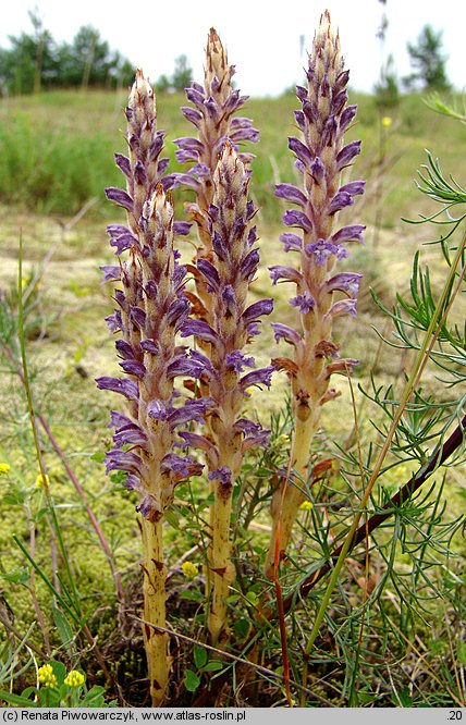 Orobanche coerulescens (zaraza błękitnawa)