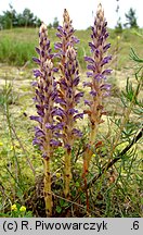 Orobanche coerulescens (zaraza błękitnawa)