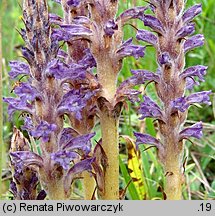 Orobanche coerulescens (zaraza błękitnawa)