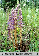 Orobanche coerulescens (zaraza błękitnawa)