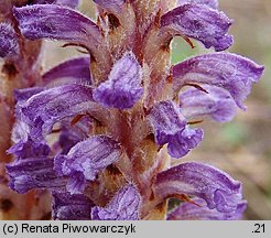 Orobanche coerulescens (zaraza błękitnawa)