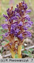 Orobanche coerulescens (zaraza błękitnawa)