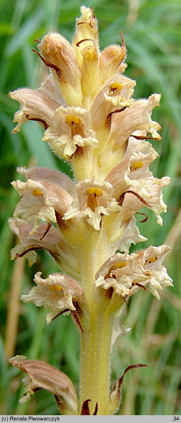 Orobanche elatior (zaraza wielka)