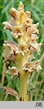 Orobanche elatior (zaraza wielka)