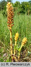 Orobanche elatior (zaraza wielka)